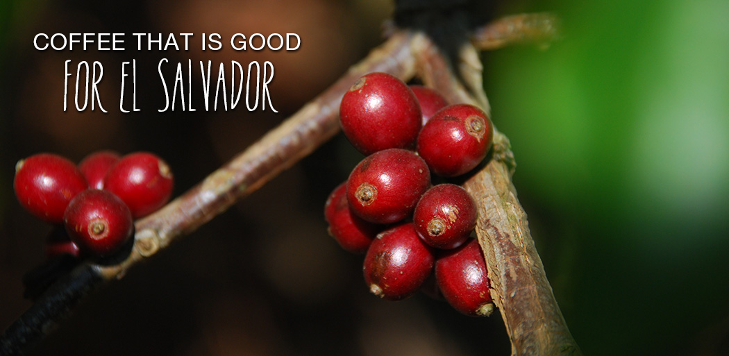 El Cipres Coffee: Coffee that is good for El Salvador